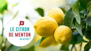 Le citron de Menton : mythe ou réalité ?